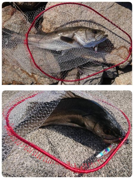 青色のハズが、いぶし銀!