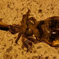 自然には勝てない、、、