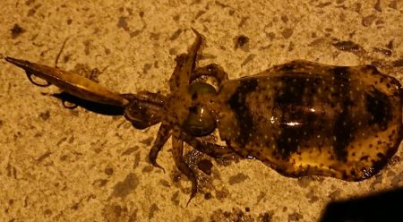 自然には勝てない、、、