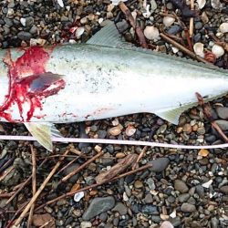 早朝一発勝負！