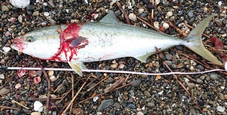 早朝一発勝負！