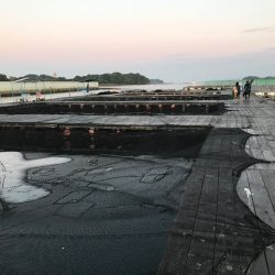 久しぶりの海上釣堀