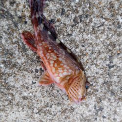 キビナゴでカサゴ&キジハタ