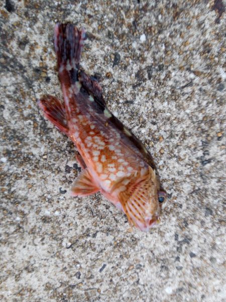 キビナゴでカサゴ&キジハタ