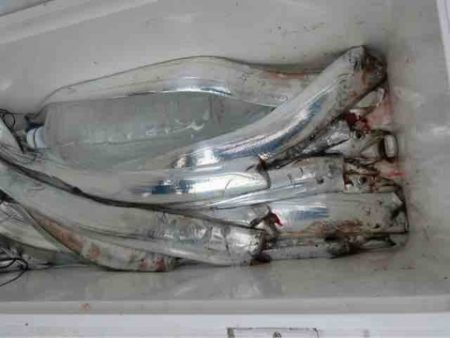 遊漁船 セトマリン 釣果