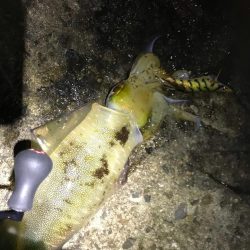 中紀でエギング、爆釣?まではいかんけどまあまあ釣果