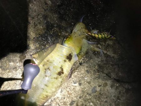 中紀でエギング、爆釣?まではいかんけどまあまあ釣果