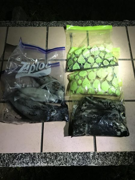 北風に強い地磯で秋イカ狙いのエギング釣果