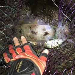 ヤエン秋イカ爆釣　型は中〜小