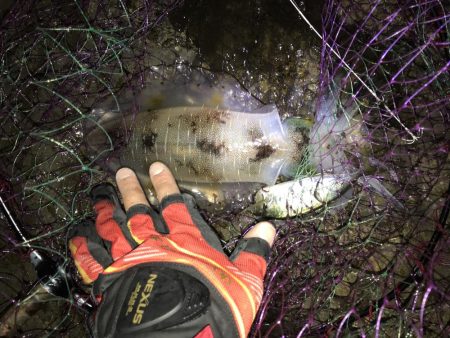 ヤエン秋イカ爆釣　型は中〜小