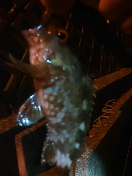 浜名湖 アジング