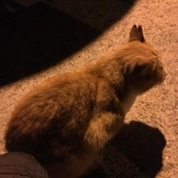 アオリイカ好調