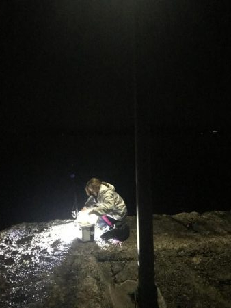 ナイトエギング