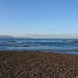 カゲロウはサヨリの代わりになりますか？