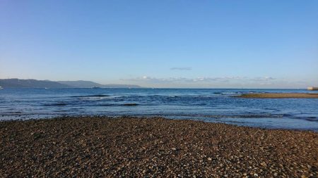カゲロウはサヨリの代わりになりますか？