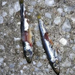 小物釣り タチウオ不発