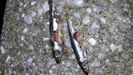 小物釣り タチウオ不発