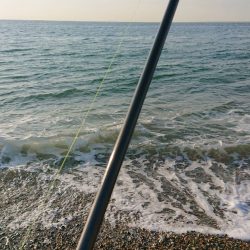 サーフヒラメ シーズン到来!?