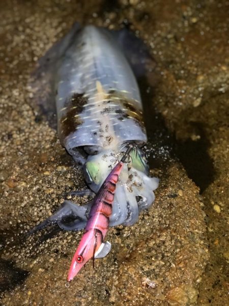 前日に引き続き