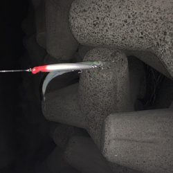 ミノーでタチウオ!!