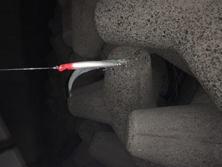 ミノーでタチウオ!!