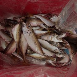 タチウオ 連続ツ抜け アジ好調