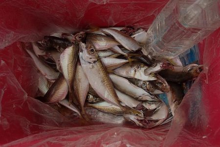 タチウオ 連続ツ抜け アジ好調