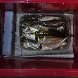 食いこみの悪いタチウオに翻弄される