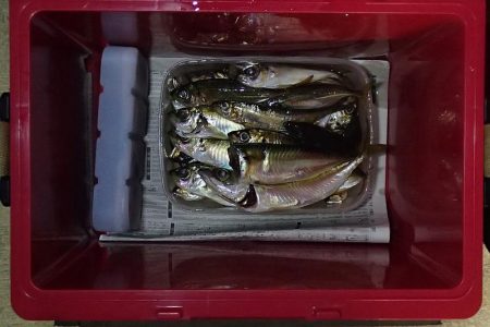 食いこみの悪いタチウオに翻弄される