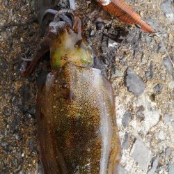 潮位めっちゃ低い？