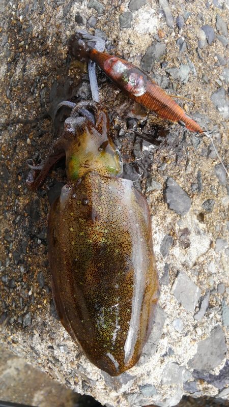 潮位めっちゃ低い？