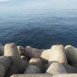 ハマチはいない