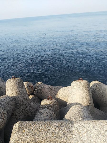 ハマチはいない