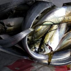 お土産ゲッツなるか