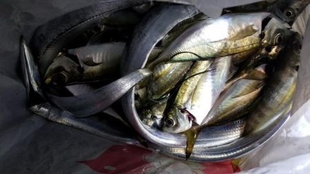 お土産ゲッツなるか