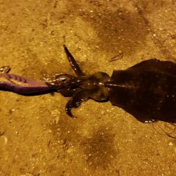 まあまあサイズ