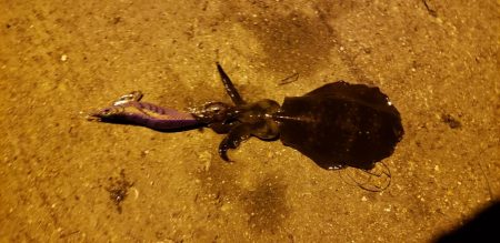 まあまあサイズ