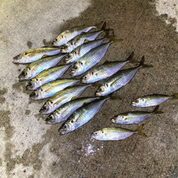 瀬戸内の島アジング（2019-18)