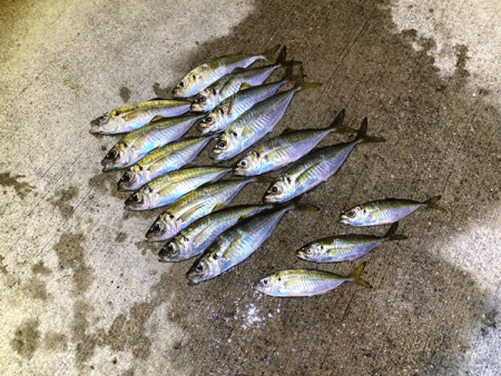 瀬戸内の島アジング（2019-18)