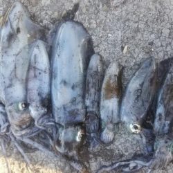 エギング　キロオーバー！