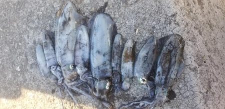 エギング　キロオーバー！