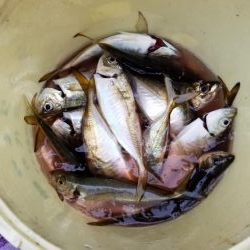 つり幸　アジ船