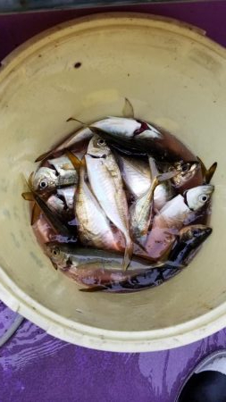 つり幸　アジ船