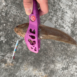 瀬戸内の島アジング（2019-19)