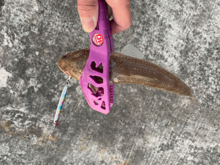 瀬戸内の島アジング（2019-19)