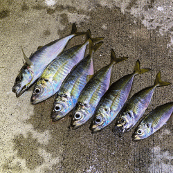 瀬戸内の島アジング（2019-20)