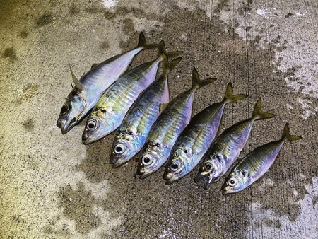 瀬戸内の島アジング（2019-20)