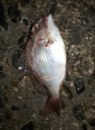 久々の夜釣り！正直、かなり渋かったです。。。。