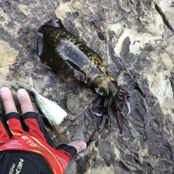 アオリイカ計7杯 200g〜910g