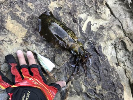 アオリイカ計7杯 200g〜910g